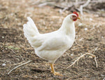 White Leghorn (Chick/Females)