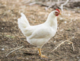 White Leghorn (Chick/Females)