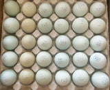 ColorPack Egg Layer (Chick/Females)