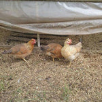 ColorPack Egg Layer (Chick/Females)
