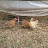 ColorPack Egg Layer (Chick/Females)