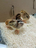 ColorPack Egg Layer (Chick/Females)