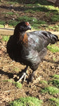 Dominant Copper (Chick/Females)