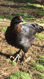 Dominant Copper (Chick/Females)