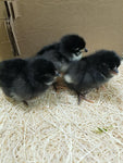 Dominant Copper (Chick/Females)