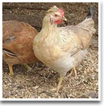 Alaska Grown Pullets/Females - 16 week Old - Color Pack Layer