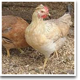 Alaska Grown Pullets/Females - 16 week Old - Color Pack Layer