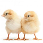 White Leghorn (Chick/Females)