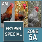 Frypan Special (Chicks)