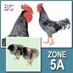 Blue Sapphire Plymouth Rock (Chick/Males/Rooster)