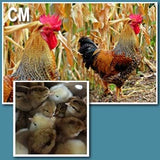 ColorPack (Chick/Males/Rooster)