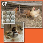 Alaska Grown Pullets/Females - 16 week Old - Color Pack Layer