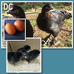 Dominant Copper (Chick/Females)