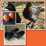 Alaska Grown Pullets/Females - 16 weeks Old - Dominant Copper