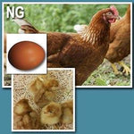 NOVOgen Brown (Chick/Females)