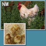 NOVOgen Brown (Chick/Males/Rooster)