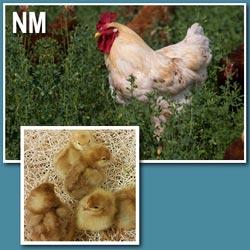 NOVOgen Brown (Chick/Males/Rooster)