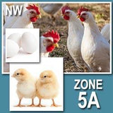 NOVOgen White (Chicks/Females)