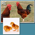 Rhode Island Red (Chick/Males/Rooster)